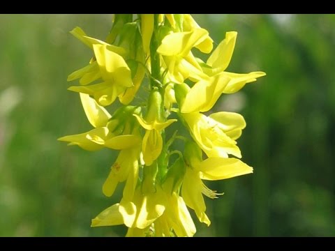 Еспарцетовий мед його властивості і застосування Еспарцетовий мед його властивості і застосування