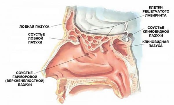 Етмоїдит причини симптоми і лікування у дорослих і дітей