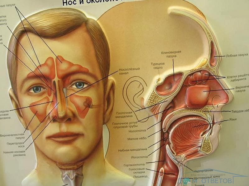 Етмоїдит причини симптоми і лікування у дорослих і дітей