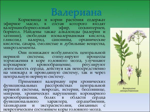 Езофагіт і трави лікування народними засобами