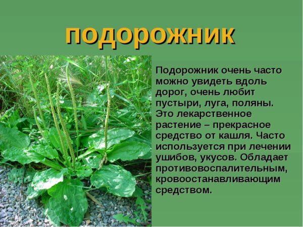 Езофагіт і трави лікування народними засобами