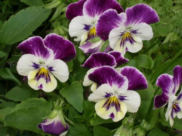 Фіалка триколірна лікувальні властивості і протипоказання