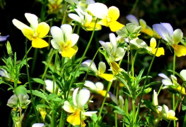 Фіалка триколірна лікувальні властивості і протипоказання