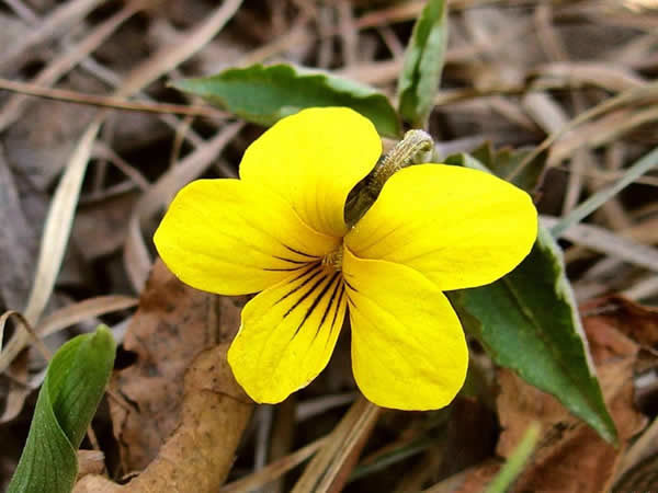 Фіалка триколірна лікувальні властивості і протипоказання