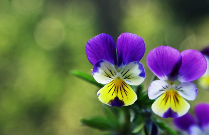 Фіалка триколірна лікувальні властивості і протипоказання