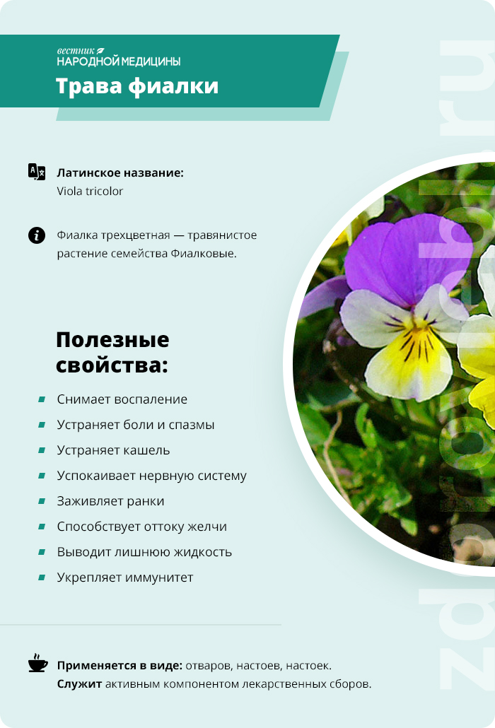 Фіалка триколірна лікувальні властивості і протипоказання