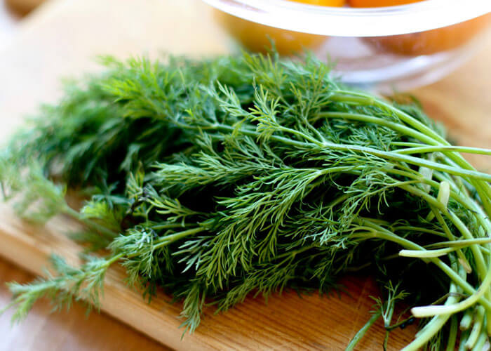 Фенхель – лікувальні властивості і протипоказання