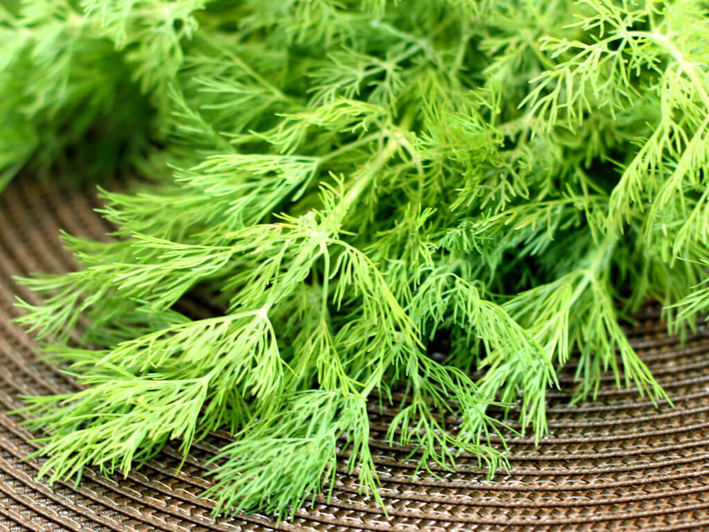 Фенхель – лікувальні властивості і протипоказання