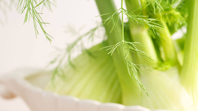 Фенхель – лікувальні властивості і протипоказання