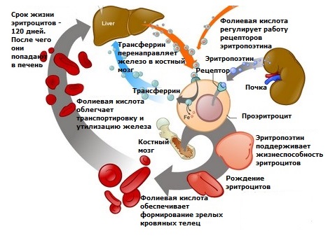 Фолієва кислота при вагітності в яких продуктах міститься