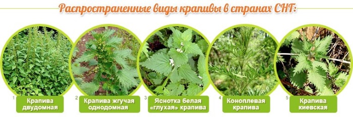 Фолієва кислота при вагітності в яких продуктах міститься