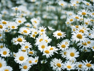Гастродуоденіт лікування народними засобами