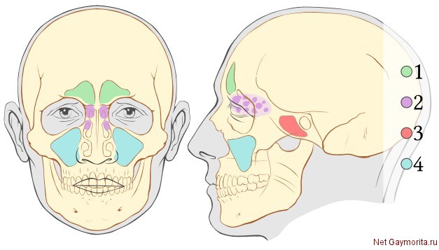 Гемисинусит: що це таке? Причини і лікування. Препарати