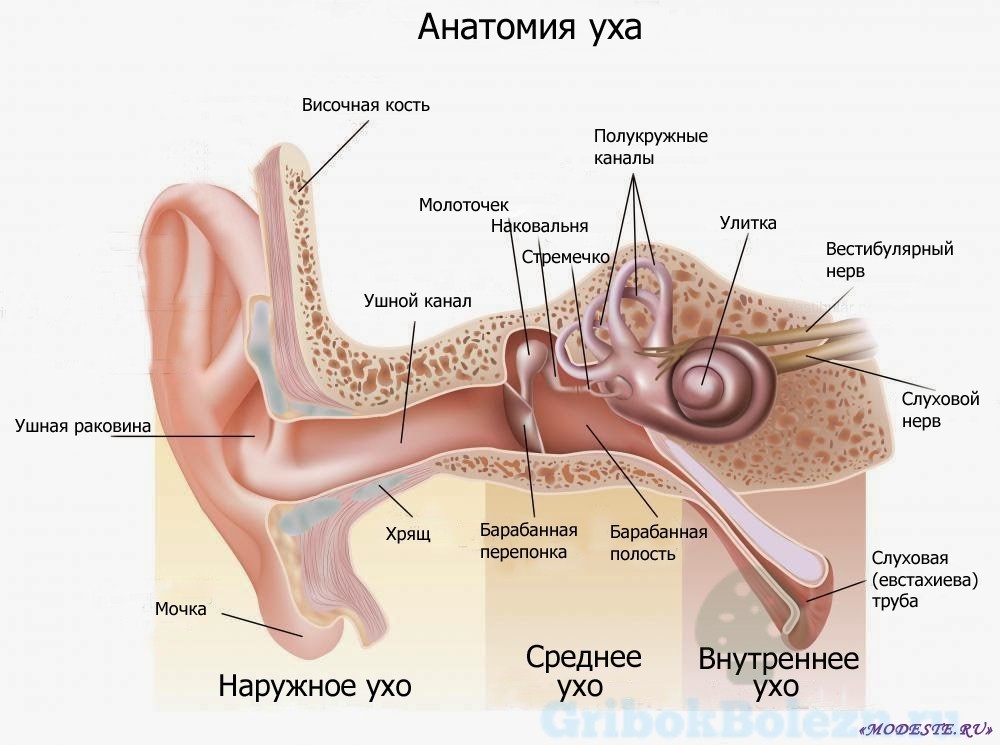 Грибок вух у людини якими препаратами це лікується