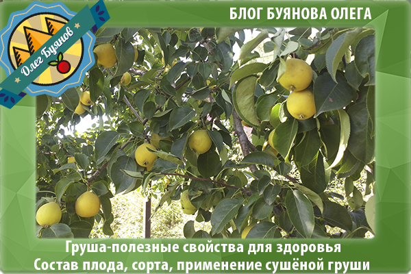 Груша – корисні властивості і протипоказання