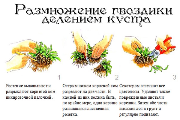 Гвоздика-травянка фото цвітіння властивості