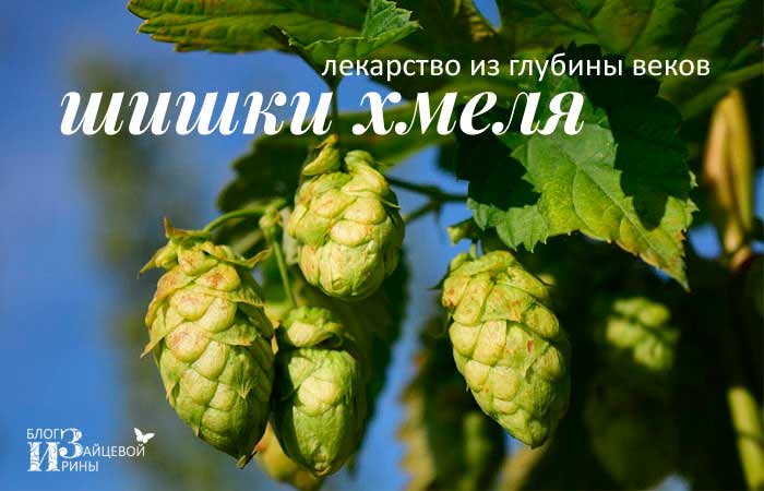 Хміль – корисні властивості і протипоказання