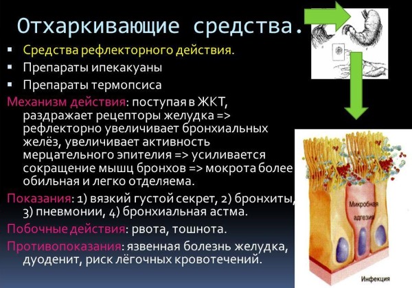 Хороший відхаркувальний засіб принцип дії та огляд кращих