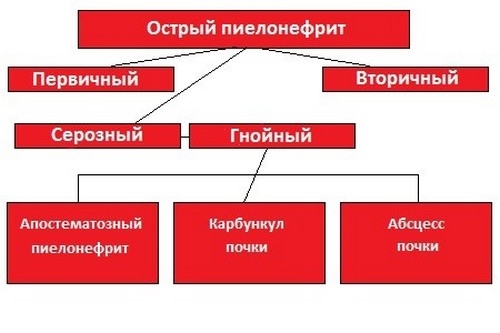 Хронічний пієлонефрит як правильно лікувати