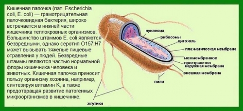 Хронічний пієлонефрит як правильно лікувати