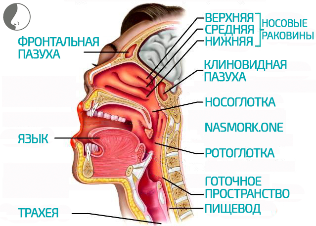 Хронічний риніт: симптоми та методи ефективного лікування у дорослих