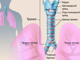 Хронічний трахеїт – причини, симптоми,лікування