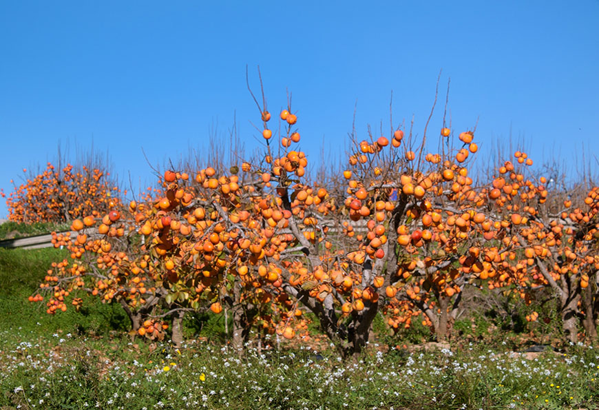 Хурма, користь і шкода для організму, протипоказання і шкоду