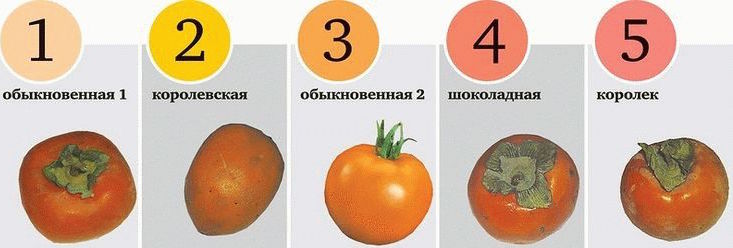 Хурма, користь і шкода для організму, протипоказання і шкоду