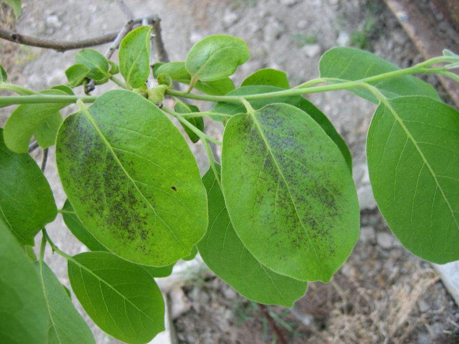 Хурма, користь і шкода для організму, протипоказання і шкоду