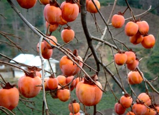 Хурма, користь і шкода для організму, протипоказання і шкоду