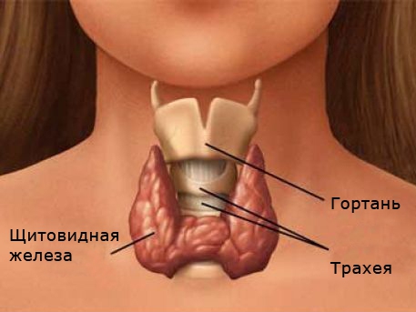 Хвороби щитовидної залози