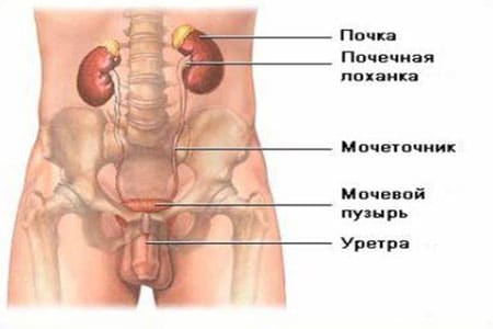 Хвороби сечового міхура у чоловіків та їх симптоми