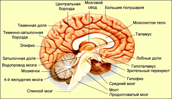 Кіста головного мозку лікування народними засобами