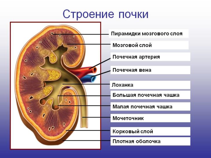 Кіста нирки лікування народними засобами