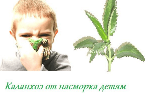 Каланхое для лікування нежиті у дітей