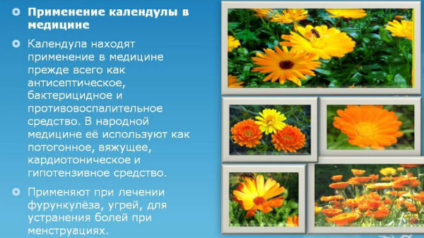 Календула — лікувальні властивості, застосування, протипоказання