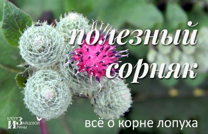 Корінь лопуха корисні властивості реп’яха застосування в нетрадиційній медицині Корінь лопуха протипоказання – Жіноче думка