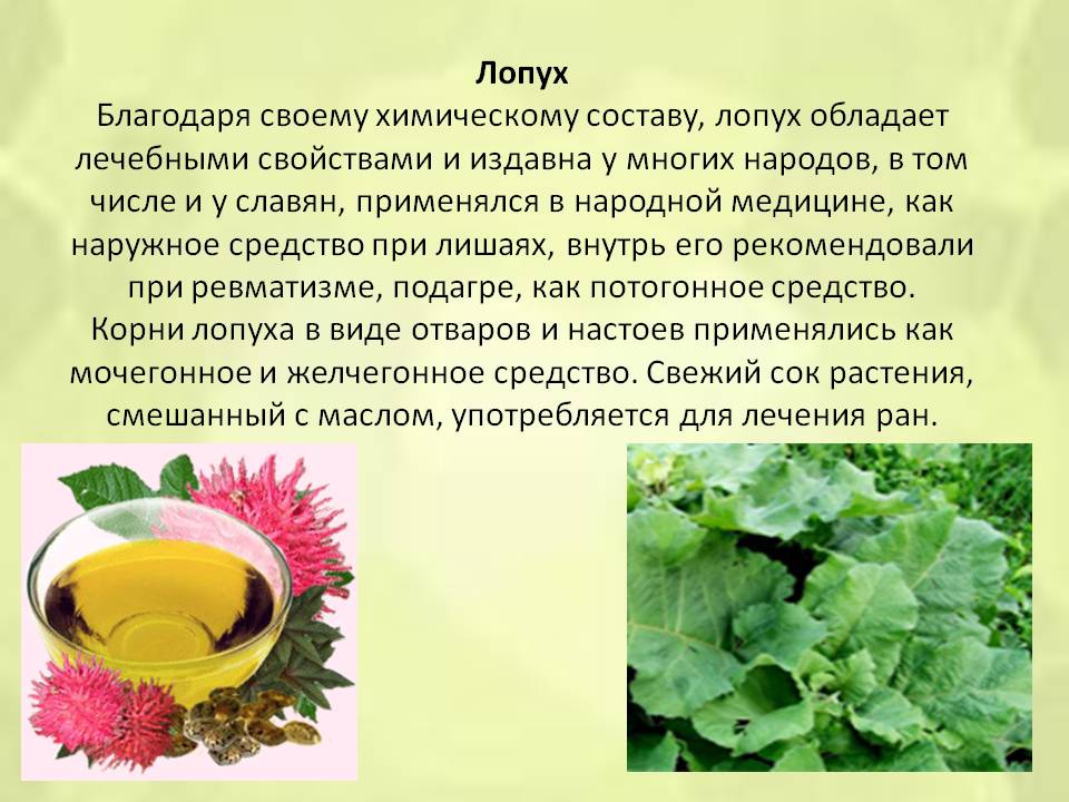 Корінь лопуха корисні властивості реп’яха застосування в нетрадиційній медицині Корінь лопуха протипоказання – Жіноче думка