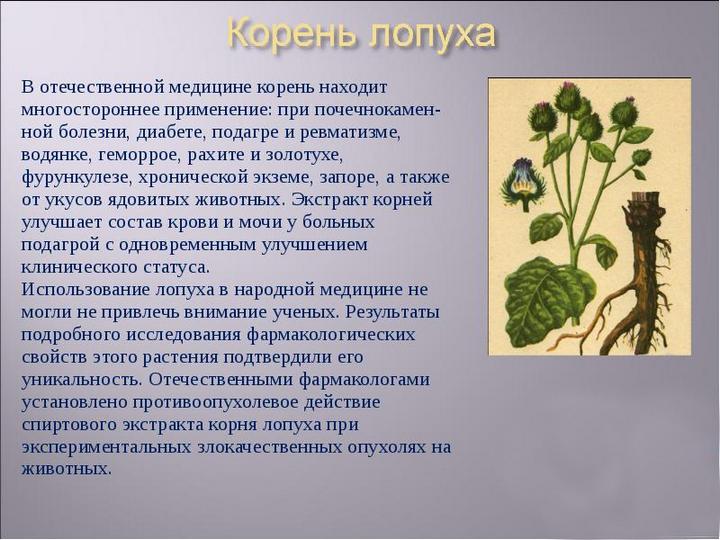 Корінь лопуха корисні властивості реп’яха застосування в нетрадиційній медицині Корінь лопуха протипоказання – Жіноче думка