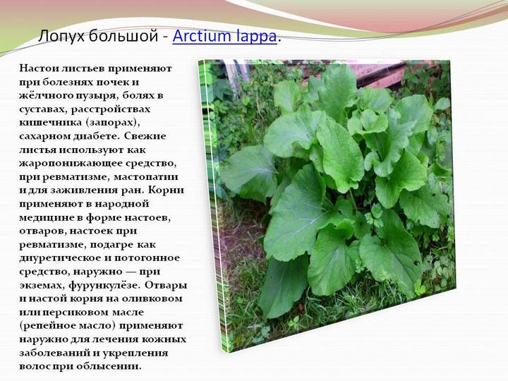 Корінь лопуха корисні властивості реп’яха застосування в нетрадиційній медицині Корінь лопуха протипоказання – Жіноче думка