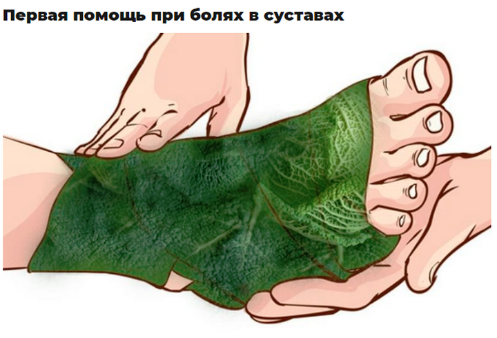 Корінь лопуха корисні властивості реп’яха застосування в нетрадиційній медицині Корінь лопуха протипоказання – Жіноче думка