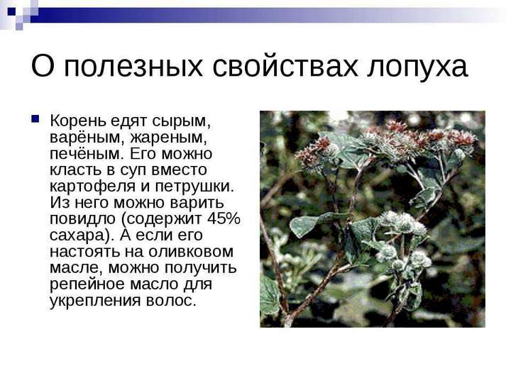 Корінь лопуха корисні властивості реп’яха застосування в нетрадиційній медицині Корінь лопуха протипоказання – Жіноче думка