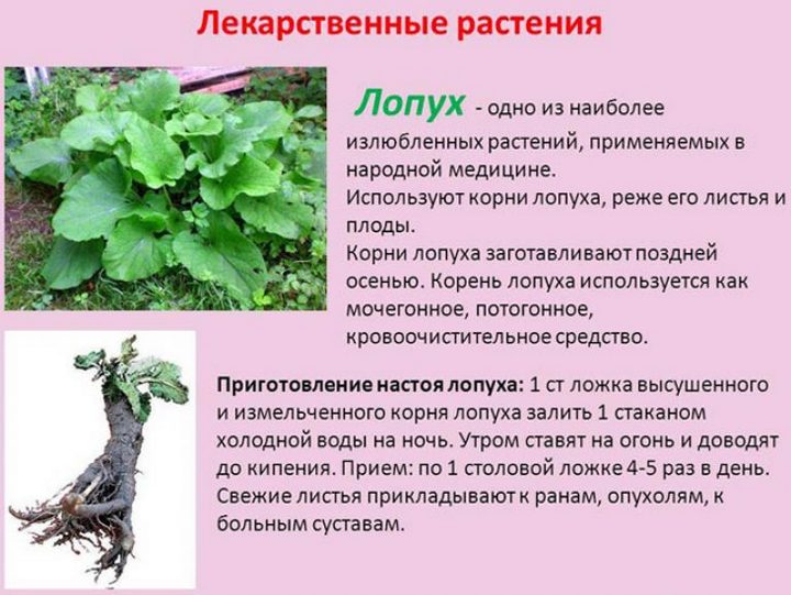 Корінь лопуха корисні властивості реп’яха застосування в нетрадиційній медицині Корінь лопуха протипоказання – Жіноче думка