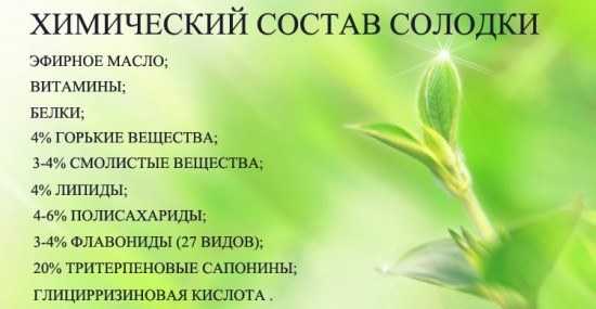 Корінь солодки лікувальні властивості і протипоказання. Сироп солодки — інструкція із застосування і дозування від кашлю дорослим, дітям, при вагітності