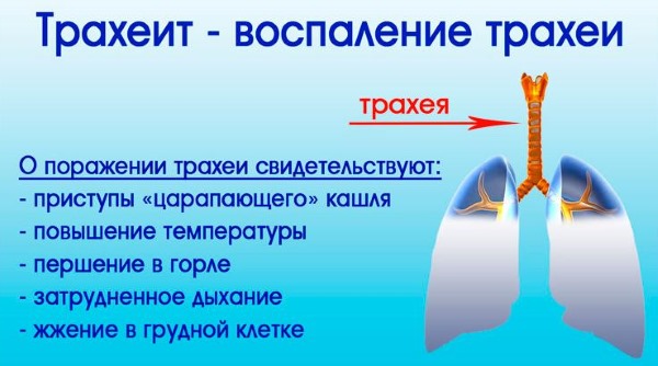 Корінь солодки сироп інструкція по застосуванню дорослим
