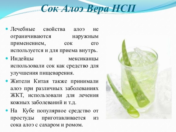 Корисні лікувальні властивості алое та протипоказання застосування соку алое