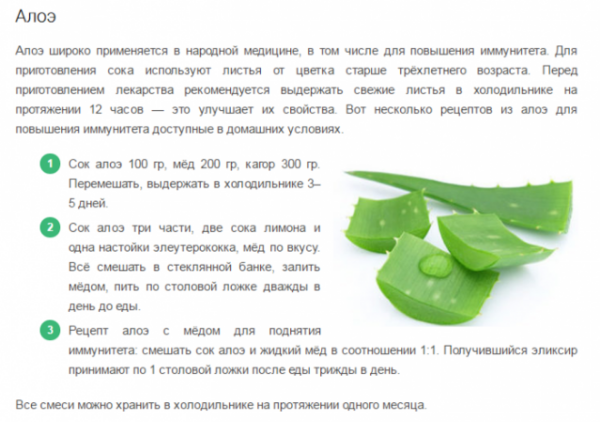 Корисні лікувальні властивості алое та протипоказання застосування соку алое
