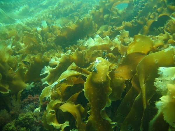 Корисні властивості ламінарії, користь морської капусти для жінок, протипоказання і шкоду