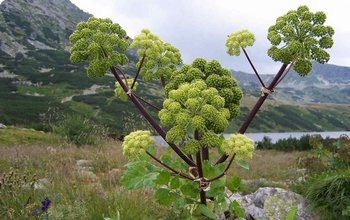 Користь дягилевого нектару протипоказання корисні і лікувальні властивості