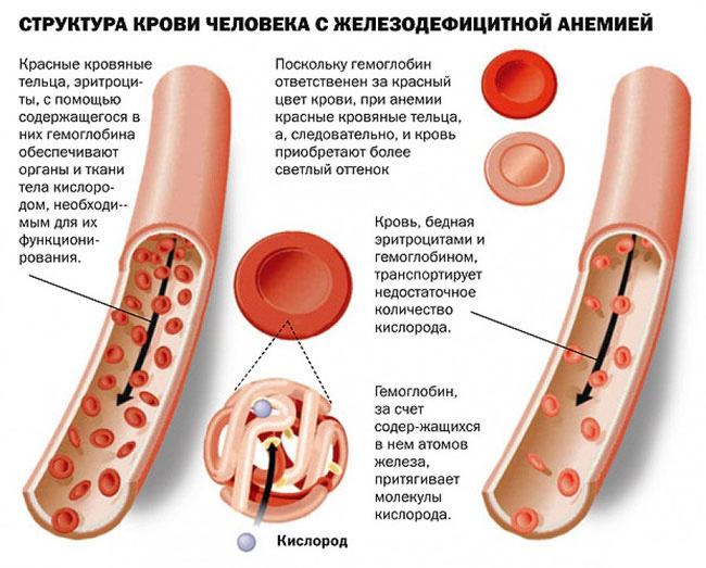 Користь і шкода козячого молока показання для вживання молока кіз